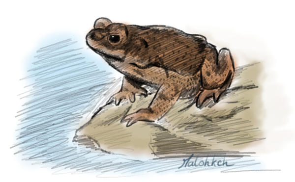 Inktober 2023 day 8 toad (Red-spotted toad) by Fredi076 on DeviantArt