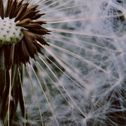 Dandelion.