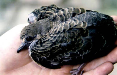 Baby Turtle Dove