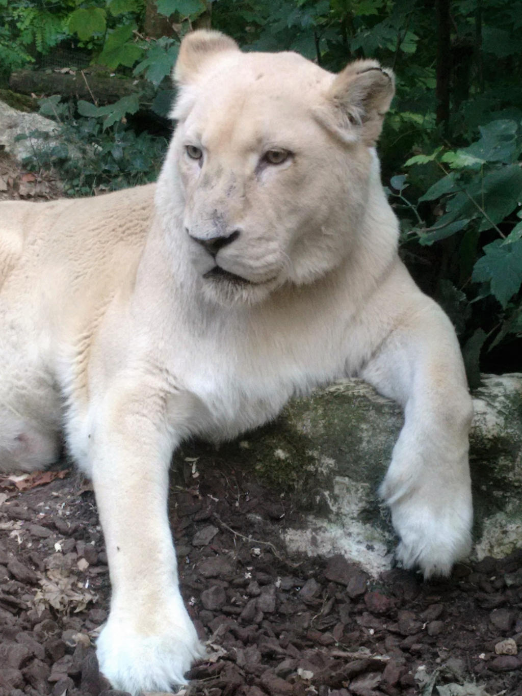 Lionne Blanche Zoo De Beauval By Bloodyxkiss On Deviantart Lionne Blanche Zoo De Beauval By Bloodyxkiss On Deviantart