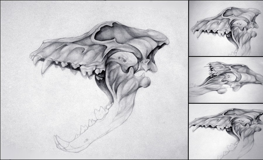 Wolf Skull Study - AP