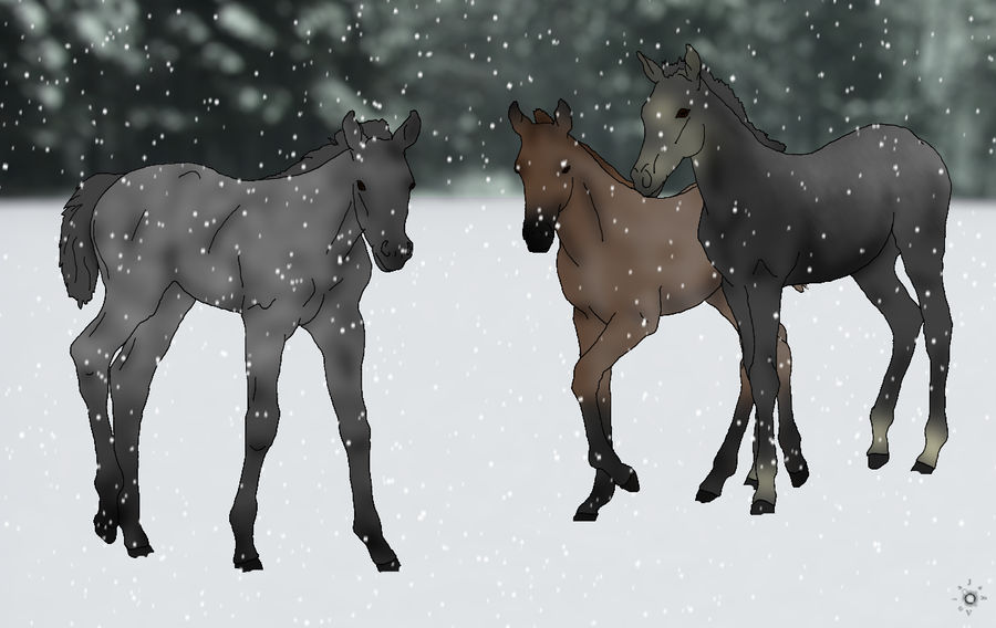 QH Foals