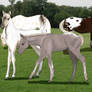 POA foals