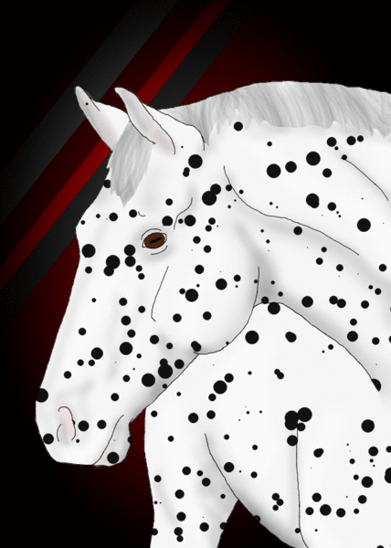 Folklore, Knabstrupper stallion