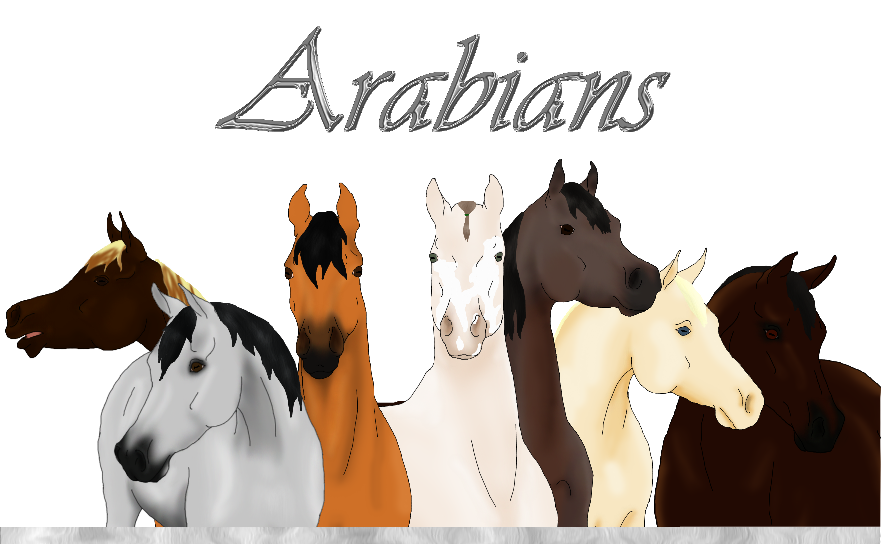 Breed - Arabians
