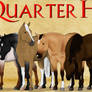 Breed - Quarter Horses