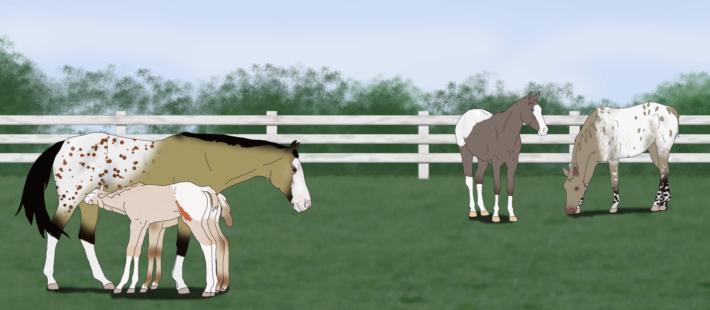 Pasture full of Appy