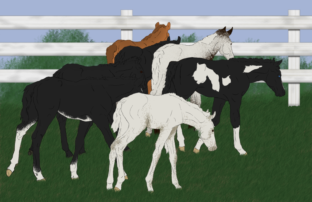 Foals in the field