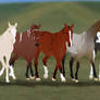 The mare herd