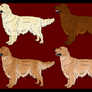 Golden Retrievers - Day 10 - CLOSED