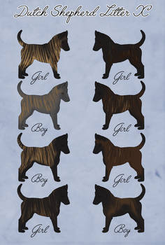 Dutch Shepherd Litter X