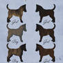 Dutch Shepherd Litter X