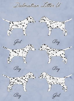 Dalmatian Litter U