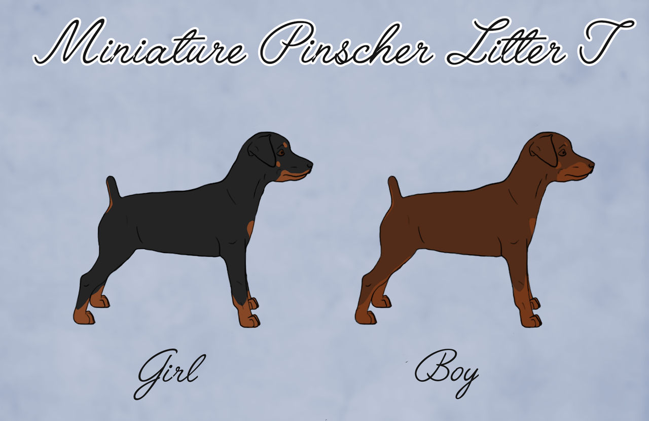 Miniature Pinscher Litter T