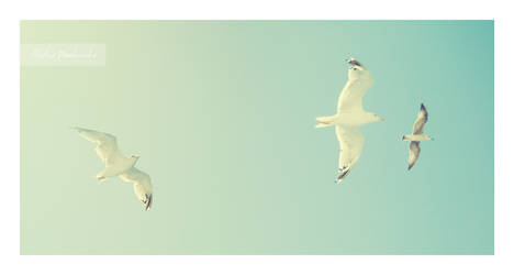 Seagulls.