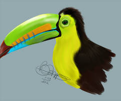 Keel Toucan Study