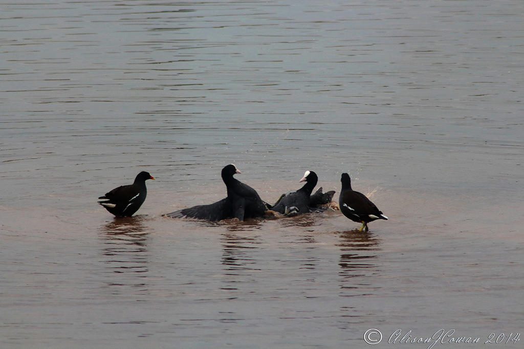 Quarrelsome Coots