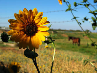 California Countryside