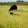 Black Angus Bulls