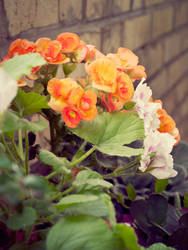 balcony bloom