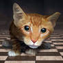 Kitten Eyes