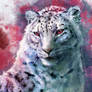 Snow Leopard