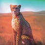 Africa