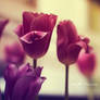 ..: beauty closed in a tulip :..