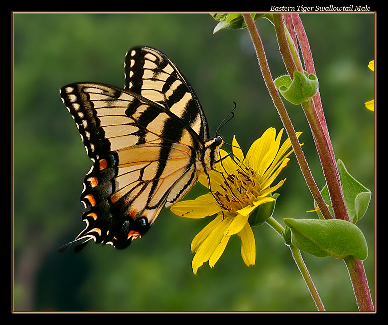 Eastern Tiger Swallowtail Male