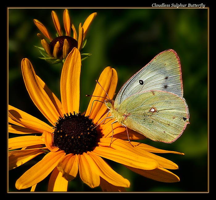 Cloudless Sulphur 07-1