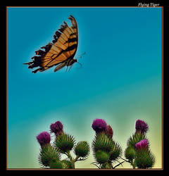 Flying Tiger