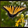 Tiger Swallowtail 07-4