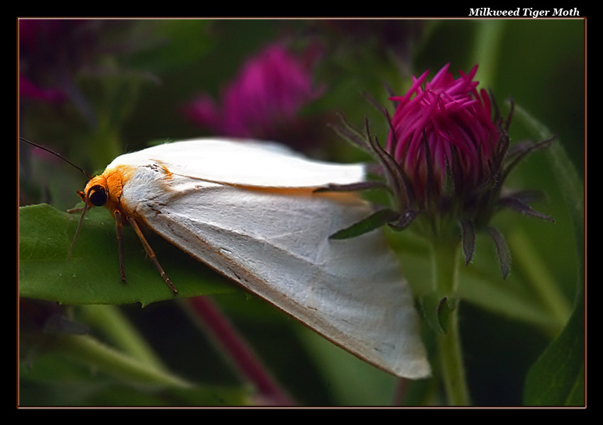 Milkweed Tiger Moth 07-1