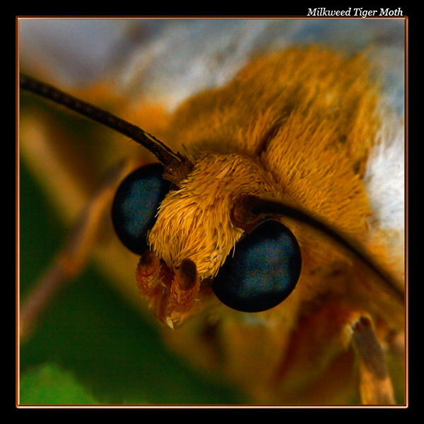 Milkweed Tiger Moth 07-2