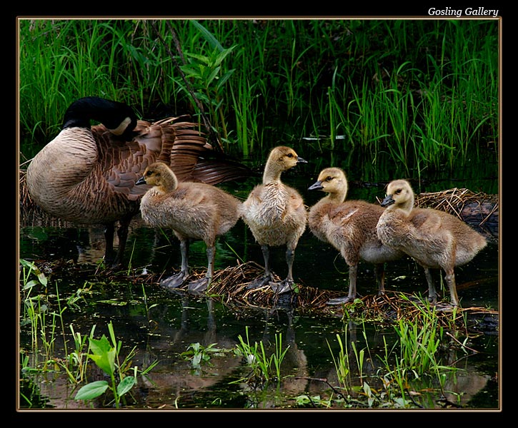 Gosling Gallery