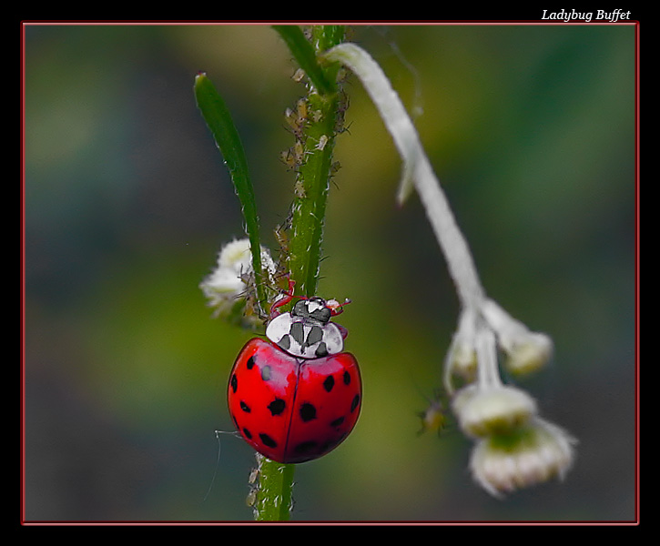 Ladybug Buffet