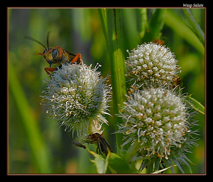 Wasp Salute