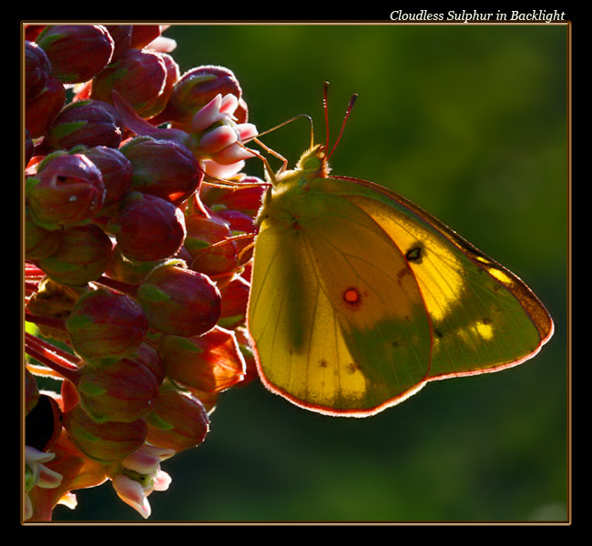 Cloudless Sulphur Backlight