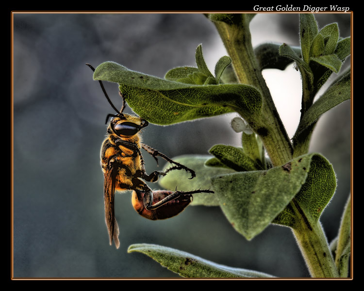 Great Golden Digger Wasp 08