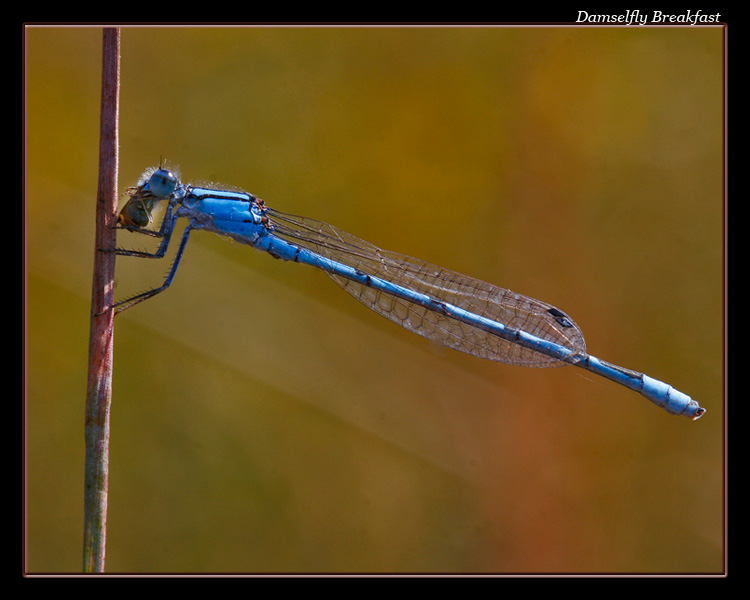 Damselfly Breakfast