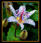 Japanese Toad Lily by boron