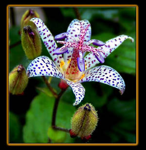 Japanese Toad Lily