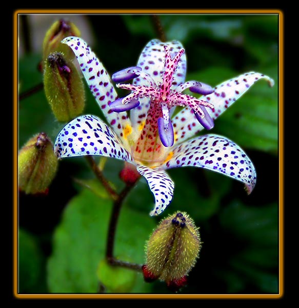 Japanese Toad Lily