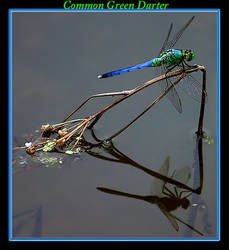 Common Green Darter