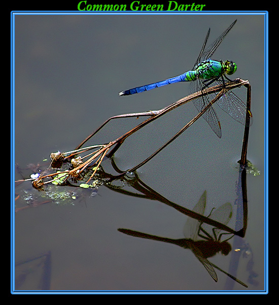 Common Green Darter