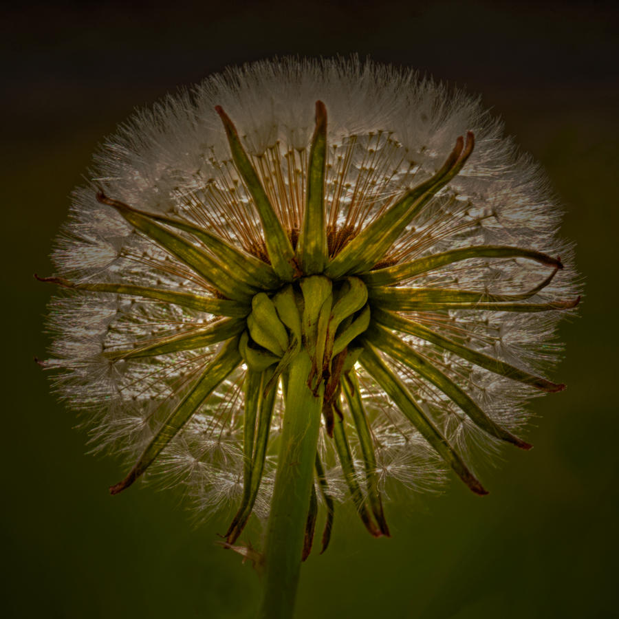 Backstage at the Dandelion Show