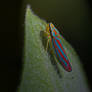 Scarlet and Green LeafHopper