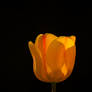 Yellow Tulip and the Morning Sun