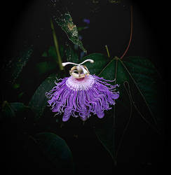 Purplepassionflower13