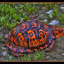 Orange Box Turtle